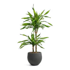 Mini Orb Kevan Plant Pot - Black Washed -HORTOLOGY Plants Sale Dracaena fragrans Riki Multi Stem Mini Orb Kevan Plant Pot Black Washed 0db091ea c26e 4629 9fec 3ecb01bfb139