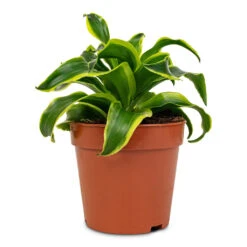 Dracaena Fragrans Tornado - Head -HORTOLOGY Plants Sale Dracaena fragrans Tornado Head 12x25cm