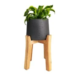 Dracaena Fragrans Tornado - Head -HORTOLOGY Plants Sale Dracaena fragrans Tornado Head 12x25cm Patt Plant Pot Tall Stand Black Washed 23x34cmcopy