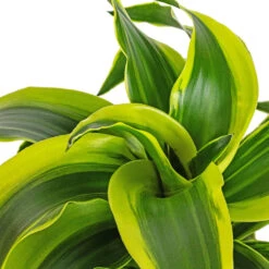 Dracaena Fragrans Tornado - Head -HORTOLOGY Plants Sale Dracaena fragrans Tornado Head DETAIL