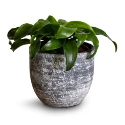 Dracaena Fragrans Twister - Head -HORTOLOGY Plants Sale Dracaena fragrans Twister Head 12x25cm Cas Plant Pot Anthracite 15x13cm
