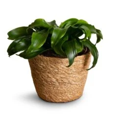 Igmar Plant Basket - Natural -HORTOLOGY Plants Sale Dracaena fragrans Twister Head 12x25cm Igmar Plant Basket Natural 15x12cm 7fc9828a ca5d 453f 9d8d cd3f481053d6