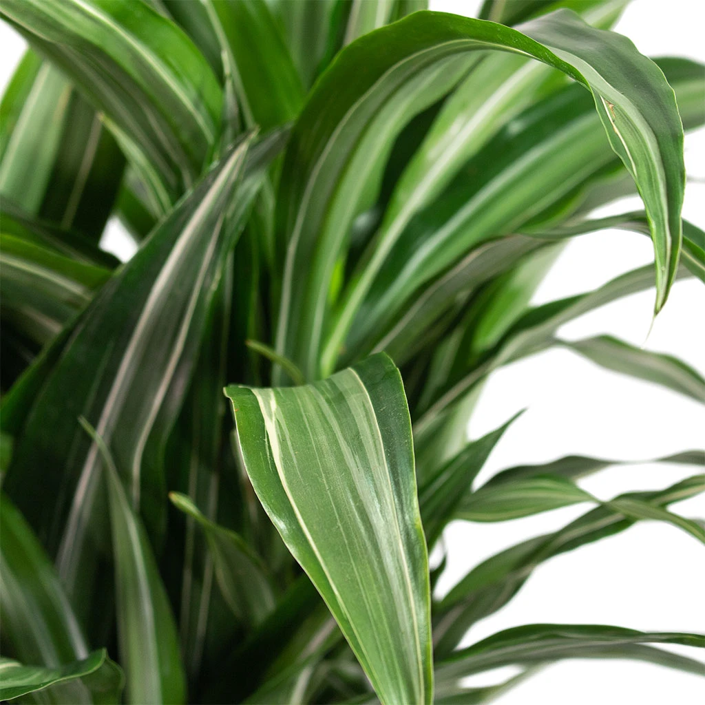 Dracaena Fragrans Ulises - Branched 2 Dracaena Fragrans Ulises - Branched - Image 2