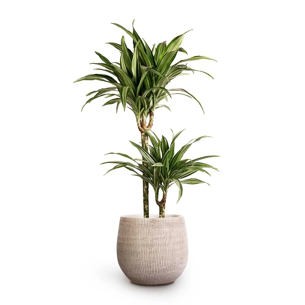Dracaena Fragrans Ulises Multi-Stem - Variegated Dragon Tree Houseplant 1 Dracaena Fragrans Ulises Multi-Stem - Variegated Dragon Tree Houseplant