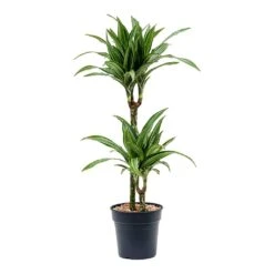 Dracaena Fragrans Ulises Multi-Stem - Variegated Dragon Tree Houseplant 9 Dracaena Fragrans Ulises Multi-Stem - Variegated Dragon Tree Houseplant -HORTOLOGY Plants Sale Dracaena fragrans Ulises Multi Stem 2 Stem