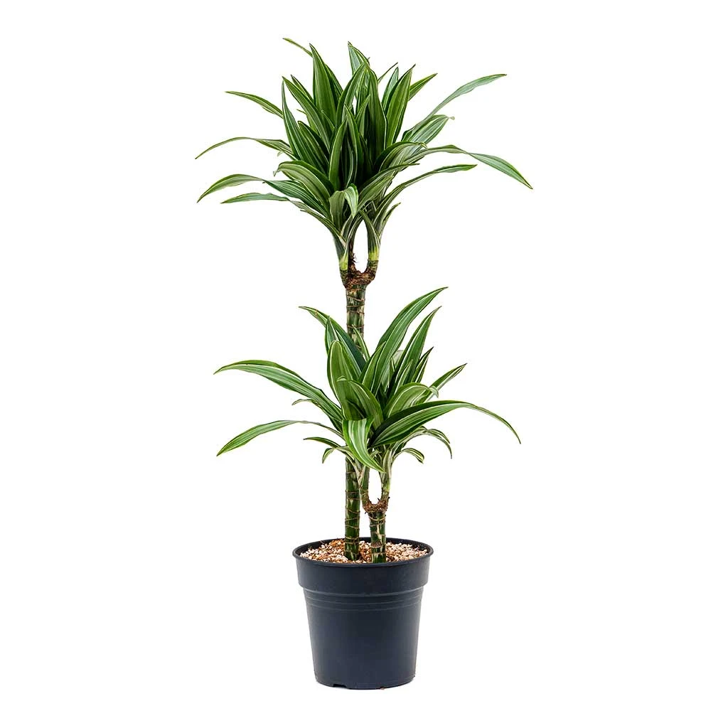 Dracaena Fragrans Ulises Multi-Stem - Variegated Dragon Tree Houseplant 4 Dracaena Fragrans Ulises Multi-Stem - Variegated Dragon Tree Houseplant - Image 4