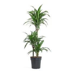 Dracaena Fragrans Ulises Multi-Stem - Variegated Dragon Tree Houseplant 8 Dracaena Fragrans Ulises Multi-Stem - Variegated Dragon Tree Houseplant -HORTOLOGY Plants Sale Dracaena fragrans Ulises Multi Stem 21cm