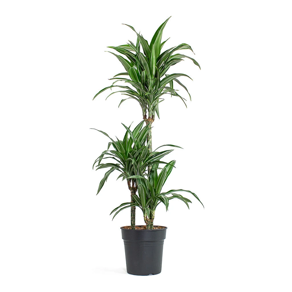 Dracaena Fragrans Ulises Multi-Stem - Variegated Dragon Tree Houseplant 3 Dracaena Fragrans Ulises Multi-Stem - Variegated Dragon Tree Houseplant - Image 3