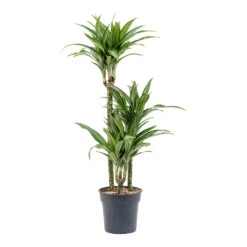 Dracaena Fragrans Ulises Multi-Stem - Variegated Dragon Tree Houseplant 10 Dracaena Fragrans Ulises Multi-Stem - Variegated Dragon Tree Houseplant -HORTOLOGY Plants Sale Dracaena fragrans Ulises Multi Stem