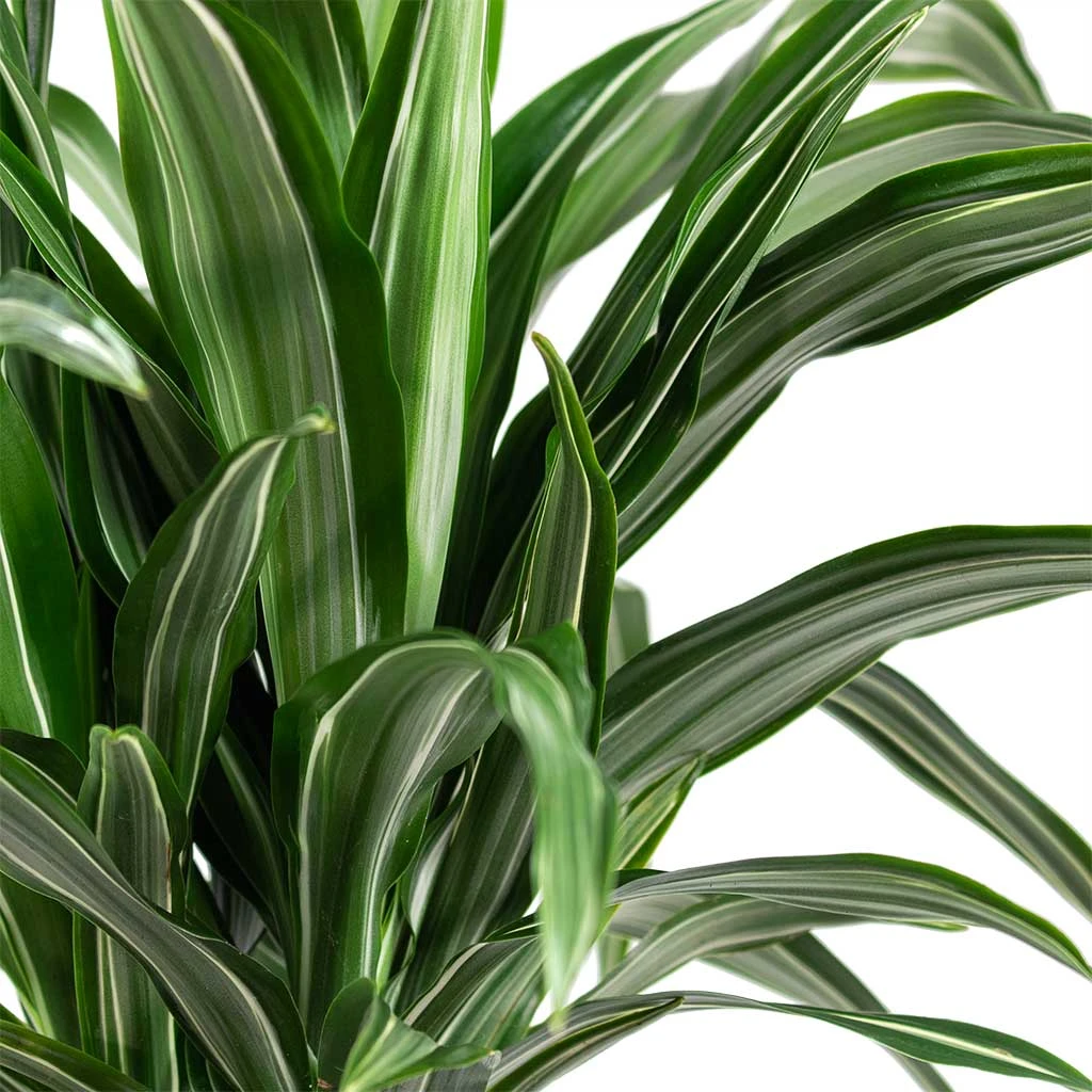 Dracaena Fragrans Ulises Multi-Stem - Variegated Dragon Tree Houseplant 2 Dracaena Fragrans Ulises Multi-Stem - Variegated Dragon Tree Houseplant - Image 2