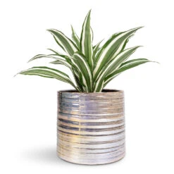 Didi Plant Pot - Pearl Blue -HORTOLOGY Plants Sale Dracaena fragrans White Jewel Head 12x25cm Didi Plant Pot Pearl Blue 14x13cm 1