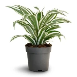 Dracaena Fragrans White Jewel - Head -HORTOLOGY Plants Sale Dracaena fragrans White Jewel Head 17x50cm
