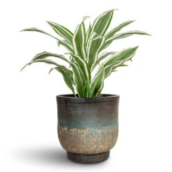 Dracaena Fragrans White Jewel - Head -HORTOLOGY Plants Sale Dracaena fragrans White Jewel Head 17x50cm Aico Plant Pot Shiny Blue 22x20cm