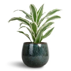 Dracaena Fragrans White Jewel - Head -HORTOLOGY Plants Sale Dracaena fragrans White Jewel Head 17x50cm Odile Plant Pot Petrol 21x17cm cf8c66e0 c05b 457f 9a94 5d7d10fd2919