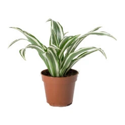 Dracaena Fragrans White Jewel - Head -HORTOLOGY Plants Sale Dracaena fragrans White Jewel Head