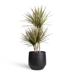 Norell Plant Pot - Black 27 Norell Plant Pot - Black -HORTOLOGY Plants Sale Dracaena marginata Bicolour Multi Stem 21x100cm 3 stems Norell Plant Pot Black 29x28cm