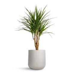 Lisbon Plant Pot - Light Grey 19 Lisbon Plant Pot - Light Grey -HORTOLOGY Plants Sale Dracaena marginata Red Edged Branched 21x75cm Lisbon Plant Pot Light Grey 24x24cm