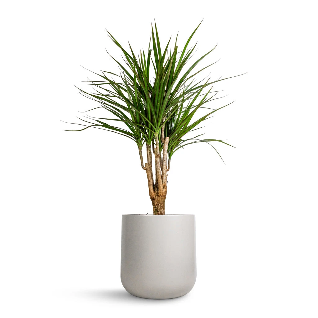 Lisbon Plant Pot - Light Grey 8 Lisbon Plant Pot - Light Grey - Image 8