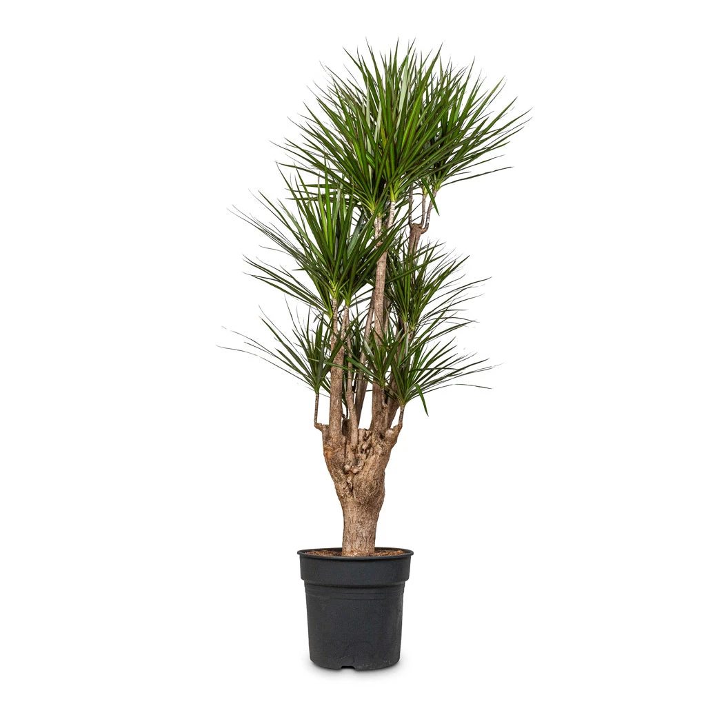 Dracaena Marginata Red Edged - Branched 14 Dracaena Marginata Red Edged - Branched - Image 14