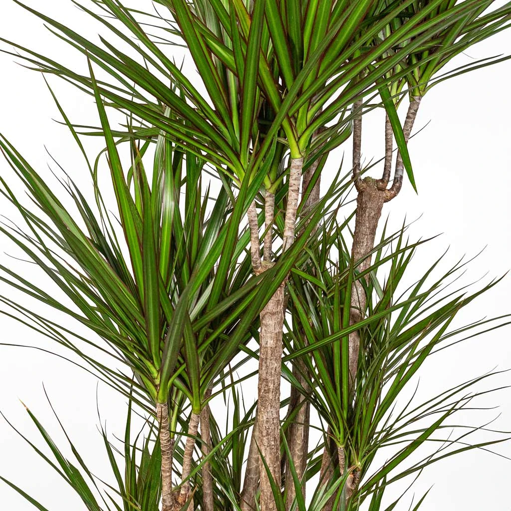 Dracaena Marginata Red Edged - Branched 12 Dracaena Marginata Red Edged - Branched - Image 12