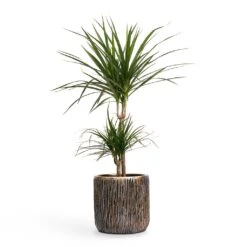Luxe Lite Waterfall Cylinder Planter - Bronze 30 Luxe Lite Waterfall Cylinder Planter - Bronze -HORTOLOGY Plants Sale Dracaena marginata Red Edged MultiStem 17x85cm Plant Pot Luxe Lite Waterfall Cylinder Planter Bronze 23x22cm 036adfcf 4a35 4029 8d7c c418fd8adf8f