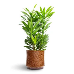 Nolan Plant Pot - Caramel 25 Nolan Plant Pot - Caramel -HORTOLOGY Plants Sale Dracaena reflexa Song of Jamaica 19x80cm Nolan Plant Pot Caramel 23x21cm 2d17ca0c 7b37 4ef4 a73b a5448ec6baa3