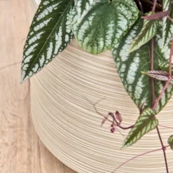 Dune Darcy Planter - Oat -HORTOLOGY Plants Sale Dune Darcy Oat Close Up 2