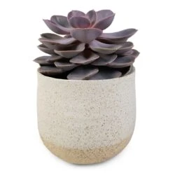 Echeveria Perle Von Nurnberg -HORTOLOGY Plants Sale Echeveria Perle Von Nurnberg 10.5x14cm Iris Plant Pot Sand 14x12cm