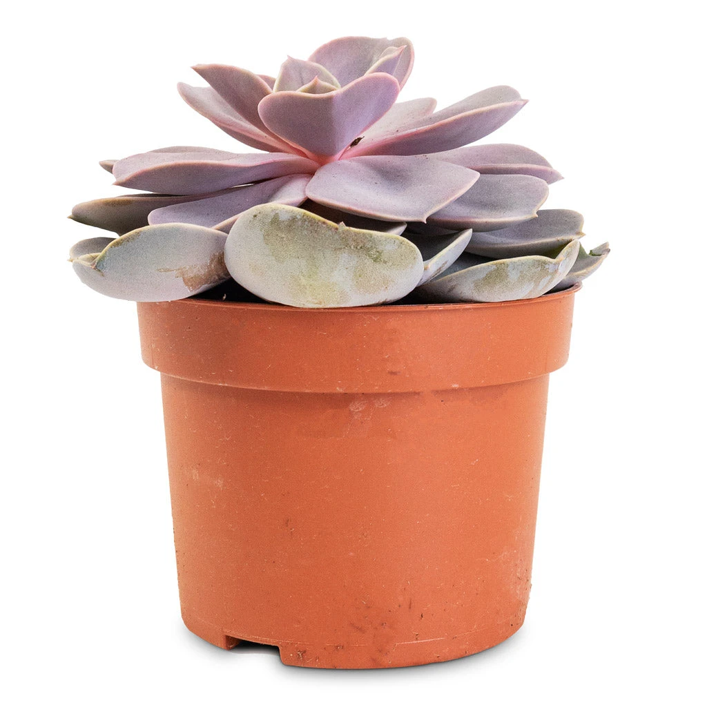 Echeveria Purple Pearl 7 Echeveria Purple Pearl - Image 7
