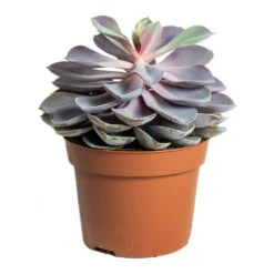 Echeveria Purple Pearl 10 Echeveria Purple Pearl -HORTOLOGY Plants Sale Echeveria Purple Pearl 12cm