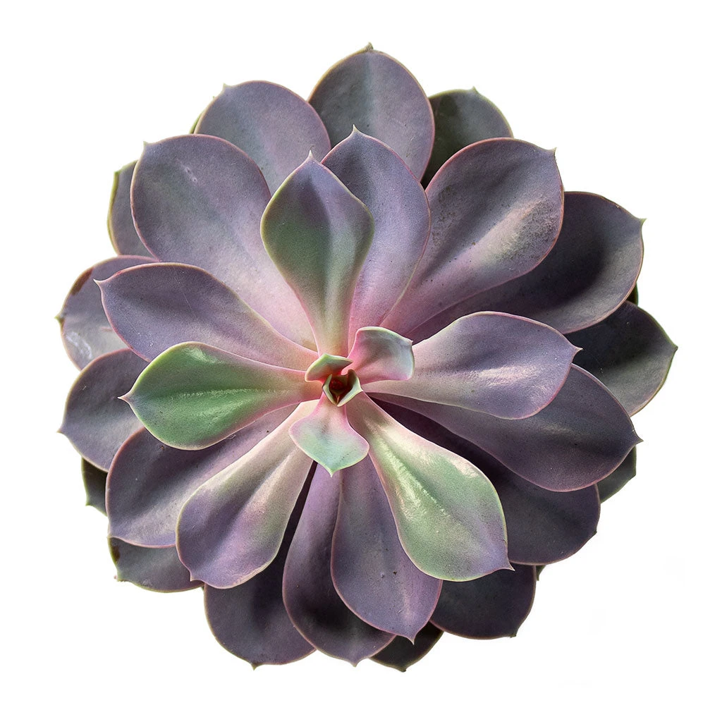 Echeveria Purple Pearl 2 Echeveria Purple Pearl - Image 2
