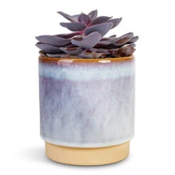 Echeveria Purple Pearl
