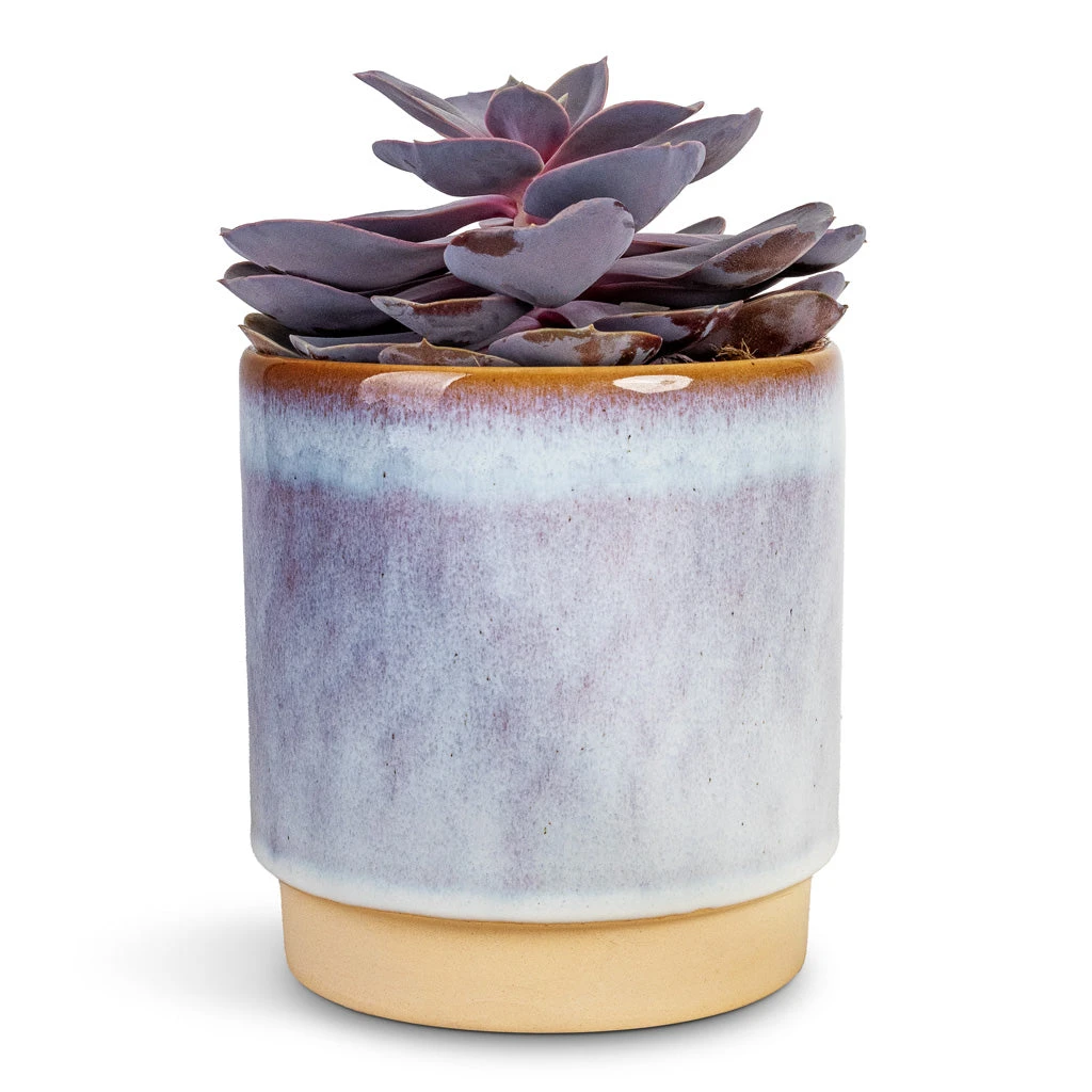 Echeveria Purple Pearl 1 Echeveria Purple Pearl
