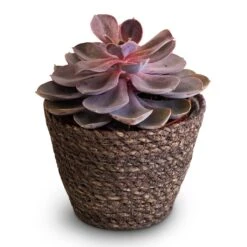 Echeveria Purple Pearl 9 Echeveria Purple Pearl -HORTOLOGY Plants Sale Echeveria Purple Pearl 12x15cm Igmar Plant Basket Grey 15x12cm 2