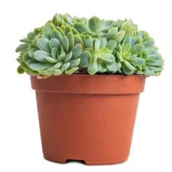 Echeveria Elegans - Mexican Snow Ball -HORTOLOGY Plants Sale Echeveria elegans Mexican Snow Ball 10.5x10cm