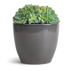 Echeveria Elegans - Mexican Snow Ball