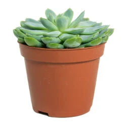 Echeveria Elegans - Mexican Snow Ball -HORTOLOGY Plants Sale Echeveria elegans Mexican Snow Ball 8.5cm