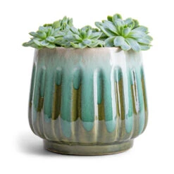 Echeveria Elegans - Mexican Snow Ball -HORTOLOGY Plants Sale Echeveria elegans Mexican Snow Ball 8.5x10cm Alice Plant Pot Ocean 12x10cm