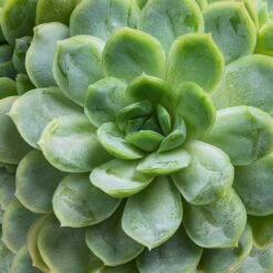 HORTOLOGY Plants Sale 24 HORTOLOGY Plants Sale -HORTOLOGY Plants Sale Echeveria elegans Mexican Snow Ball SWATCH