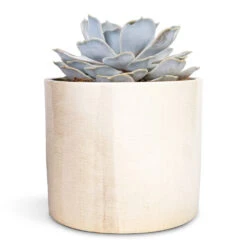 Echeveria Lilacina - Ghost Echeveria