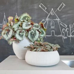 Eileen Cement Grey Ridged Plant Bowl β Round Ficonstone Indoor & Outdoor Pot 11 Eileen Cement Grey Ridged Plant Bowl β Round Ficonstone Indoor & Outdoor Pot -HORTOLOGY Plants Sale Eileen Abby Planters Ridged Cement Housplants