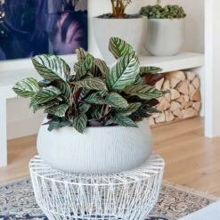 Eileen Cement Grey Ridged Plant Bowl β Round Ficonstone Indoor & Outdoor Pot 10 Eileen Cement Grey Ridged Plant Bowl β Round Ficonstone Indoor & Outdoor Pot -HORTOLOGY Plants Sale Eileen Plant Bowl Ridged Cement Calathea Sanderiana