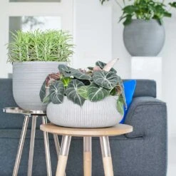 Eileen Cement Grey Ridged Plant Bowl β Round Ficonstone Indoor & Outdoor Pot 9 Eileen Cement Grey Ridged Plant Bowl β Round Ficonstone Indoor & Outdoor Pot -HORTOLOGY Plants Sale Eileen Planter Ridged Cement Housplants