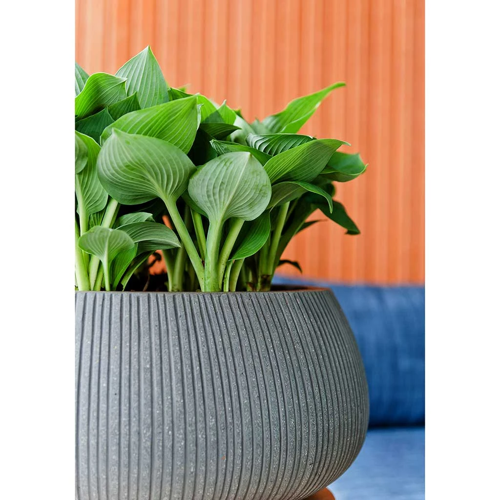 Eileen Ridged Plant Bowl - Dark Grey 4 Eileen Ridged Plant Bowl - Dark Grey - Image 4