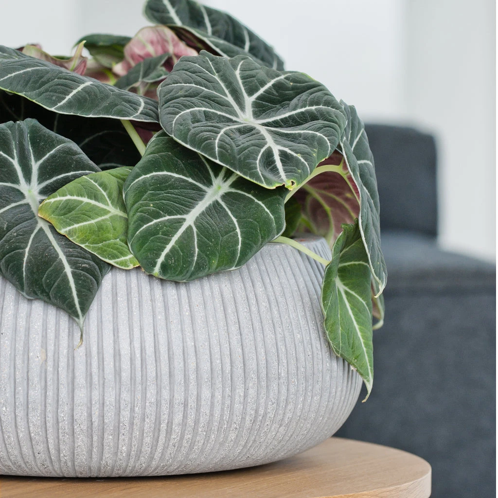 Eileen Cement Grey Ridged Plant Bowl β Round Ficonstone Indoor & Outdoor Pot 2 Eileen Cement Grey Ridged Plant Bowl β Round Ficonstone Indoor & Outdoor Pot - Image 2