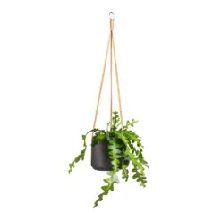 Patt Hanging Plant Pot - Black Washed -HORTOLOGY Plants Sale Epiphyllum anguliger Fishbone Cactus 12x20cm Patt Hanging Plant Pot Black Washed 17x14cm 92f31cb7 3a0e 4b4f 8cb1 3abb2a543fe2