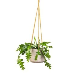 Patt Grey Washed Fibreclay Hanging Plant Pot β Rugged Tapered Indoor & Outdoor Planter 22 Patt Grey Washed Fibreclay Hanging Plant Pot β Rugged Tapered Indoor & Outdoor Planter -HORTOLOGY Plants Sale Epiphyllum anguliger Fishbone Cactus 12x20cm Patt Hanging Plant Pot Grey Washed 17x14cm e60b5487 9bf5 4f5e 9375 152c1e58686d