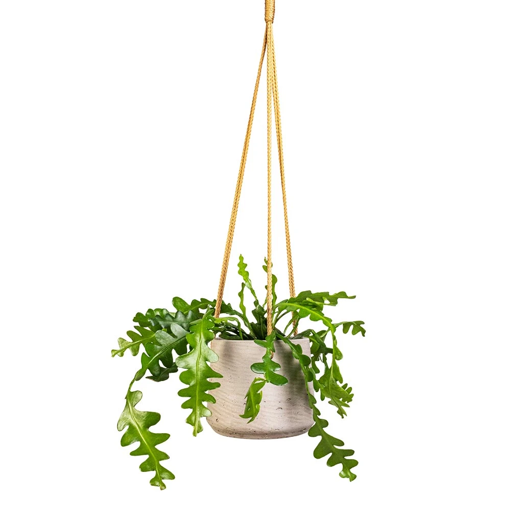 Patt Grey Washed Fibreclay Hanging Plant Pot β Rugged Tapered Indoor & Outdoor Planter 4 Patt Grey Washed Fibreclay Hanging Plant Pot β Rugged Tapered Indoor & Outdoor Planter - Image 4