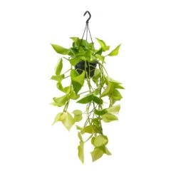Epipremnum Aureum Neon - Golden Neon Pothos 22 Epipremnum Aureum Neon - Golden Neon Pothos -HORTOLOGY Plants Sale Epipremnum Neon Pothos