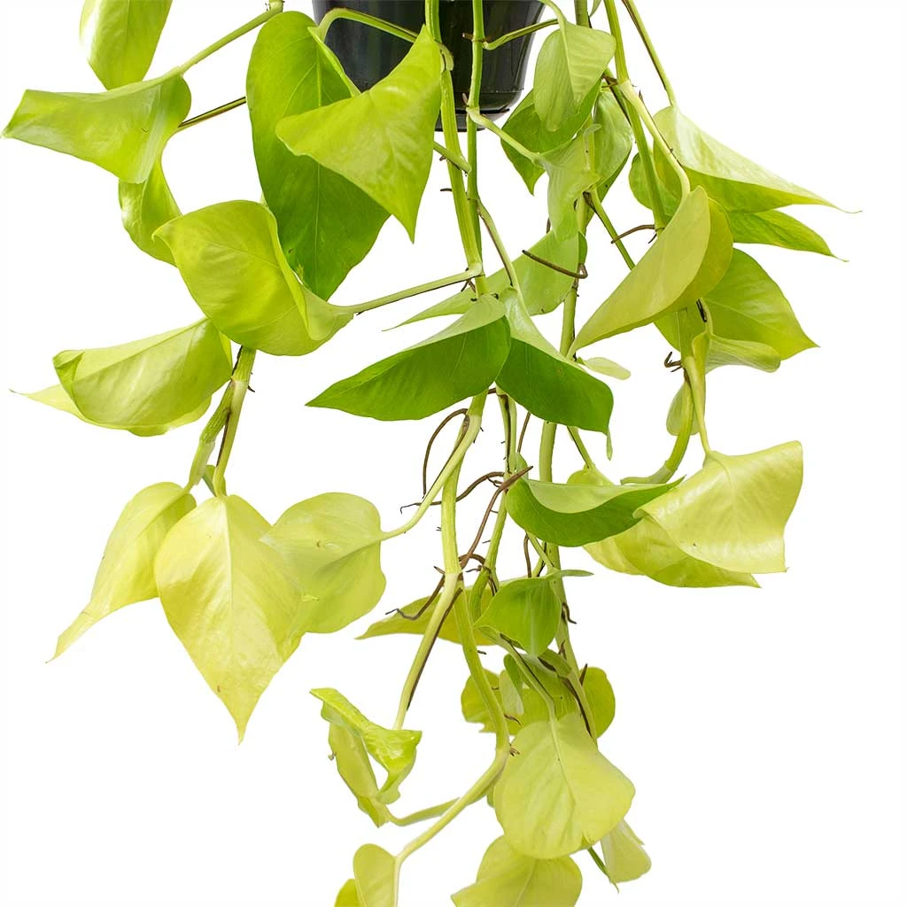 Epipremnum Aureum Neon - Golden Neon Pothos 9 Epipremnum Aureum Neon - Golden Neon Pothos - Image 9